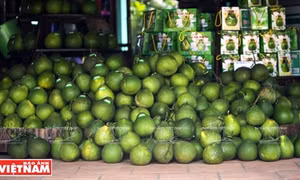 Bưởi ngọt trên cù lao Tân Triều