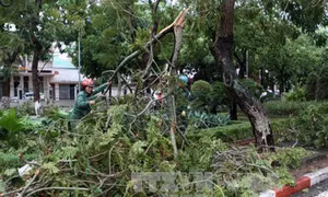 Hàng nghìn héc ta lúa và hoa màu thiệt hại do bão số 2