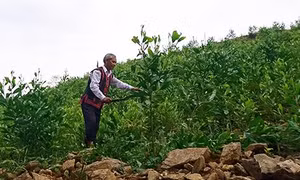 Ông Hồ Trường Sinh làm giàu từ phát triển kinh tế rừng