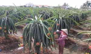 Để thanh long Việt Nam xuất khẩu được vào thị trường Autralia