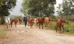 Phát triển mạnh đàn bò thịt ở xã Nhơn Tân