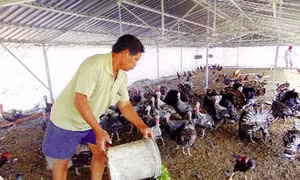 Ông Phạm Văn Lanh nuôi gà lôi thu trăm triệu mỗi năm