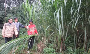 Trồng cỏ thâm canh thay đổi tập quán chăn thả gia súc