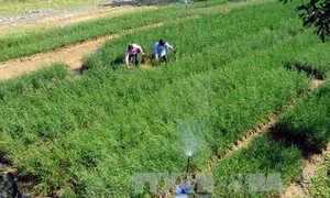 Bình Thuận: Hiệu quả chính sách giao đất, giao rừng cho đồng bào dân tộc