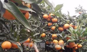 Phát triển thương hiệu cam Phù Yên, Sơn La