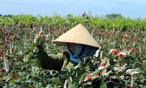 Thu nhập hàng trăm triệu đồng nhờ hoa cây cảnh