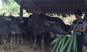 Điện Biên phòng chống rét cho gia súc
