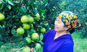 Hà Tĩnh xây dựng thương hiệu cam đặc sản