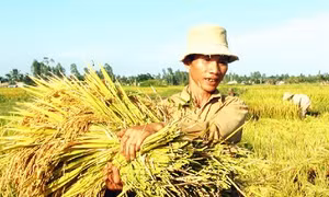 Chuyển đổi cơ cấu sản xuất thích ứng với thời tiết ở Gò Công Tây