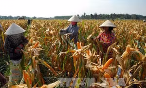 Nông dân huyện Củ Chi (Thành phố Hồ Chí Minh) thu hoạch ngô lai