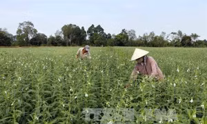 Kỹ thuật trồng vừng đen đơn giản cho năng suất cao