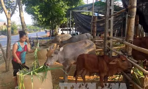 Nuôi trâu, bò nhốt chuồng mang lại hiệu quả kinh tế cao ở Tuyên Quang