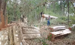 Gian nan giữ rừng vùng giáp ranh tại Gia Lai