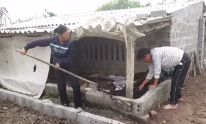 Nuôi giun quế làm thức ăn chăn nuôi để tăng thu nhập
