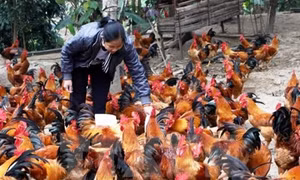 Kỹ thuật nuôi gà ta thả vườn đạt hiệu quả cao