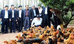 Xây dựng thương hiệu quốc gia cho sản phẩm gà đồi Yên Thế