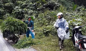 Nông dân Sa Pa chủ động đưa địa lan và gia súc xuống vùng thấp tránh rét, sương muối