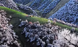 Thung lũng hoa mai tuyệt đẹp ở Tân Cương