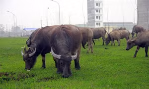 Mô hình chăn nuôi trâu thành công