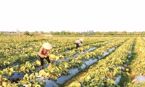 Kinh nghiệm trồng dưa lưới
