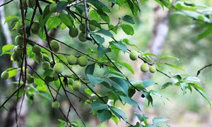 Kỹ thuật trồng mơ