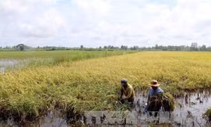 Nông dân Cà Mau gấp rút thu hoạch lúa Hè Thu