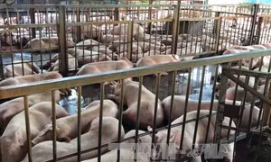 Bắt quả tang cơ sở giết mổ bơm thuốc an thần vào lợn