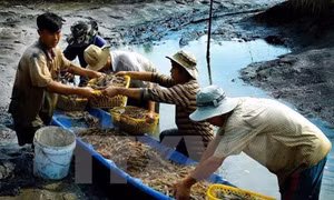 Phê duyệt Đề án khung phát triển sản phẩm quốc gia "Tôm nước lợ"