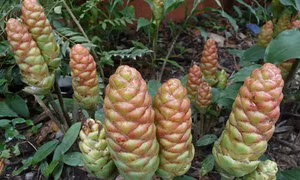 Gừng “gió” – Cây trồng triển vọng của đồng bào Cor