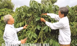 Đắk Nông thực hiện tốt công tác chăm sóc người có công