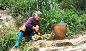 Tây Bắc mùa măng rừng