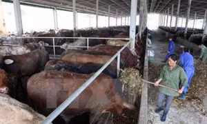 Triển khai dự án đầu tư liên kết nuôi bò giống cao sản