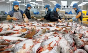 Hội nghị triển khai Kế hoạch hành động quốc gia về quản lý sử dụng kháng sinh và phòng chống kháng kháng sinh trong chăn nuôi và nuôi trồng thủy sản