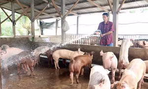 Giá lợn hơi ở Bến Tre đã tăng trở lại 4 triệu đồng/tạ