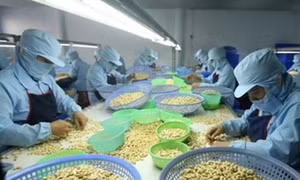 Việt Nam nỗ lực giữ "ngôi" đầu thế giới về xuất khẩu nhân điều