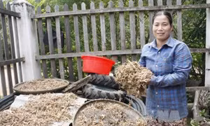 Nữ Bí thư Nguyễn Thị Ước đi đầu phát triển kinh tế ở vùng núi Đăk Pne