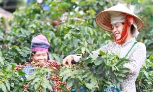 Áp dụng tiến bộ kỹ thuật trồng cây cà phê