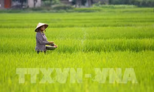 Phát triển giá trị thương hiệu lúa đặc sản Chiêm Hương