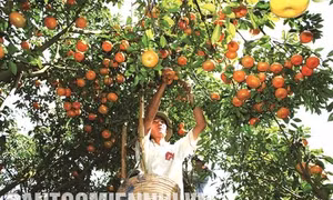 Kỹ thuật trồng và chăm sóc cây quýt hồng