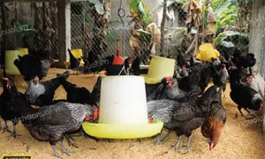 Kỹ thuật làm đệm lót sinh học trong nuôi gà