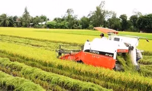 Tiền Giang: Đưa vào sản xuất nhiều giống thích ứng với biến đổi khí hậu