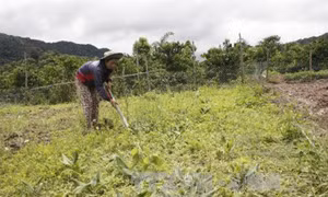 Nhân rộng mô hình trồng sâm đá ở vùng núi Đăk Pne