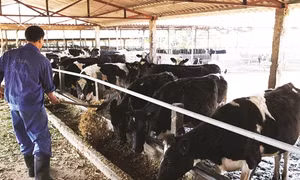Mộc Châu nâng cao chất lượng đàn bò sữa