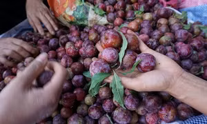 Mận hậu giúp người Mộc Châu thoát nghèo