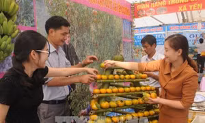 Tuyên truyền, quảng bá cho sản phẩm cam, quýt Bắc Kạn
