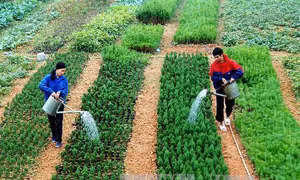 Lạng Sơn trồng thành công 5 giống bạch đàn mới