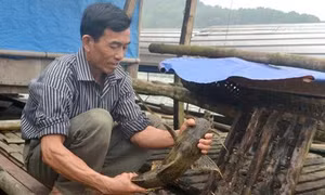 Kỹ thuật nuôi cá Chiên lồng