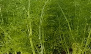 Kỹ thuật trồng và bón phân cho cây thì là
