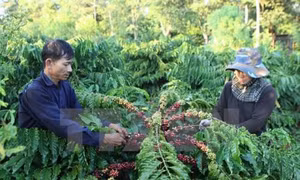 Đắk Lắk mở rộng diện tích trồng cây che bóng trong vườn cà phê vối