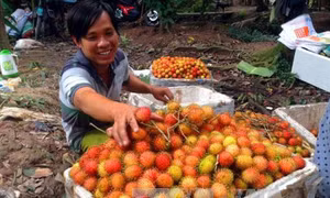 Chôm chôm Bến Tre chính vụ trúng giá, nông dân phấn khởi